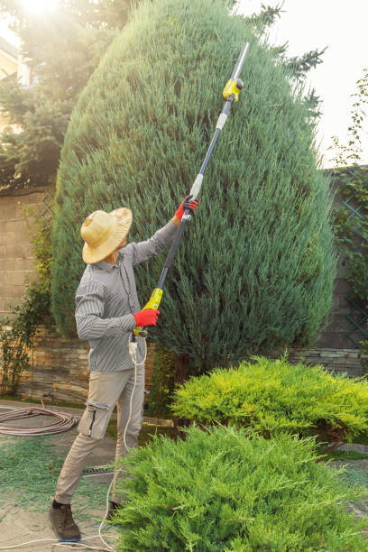 Best Stump Grinding and Removal  in Baxley, GA